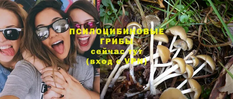 закладка  Петровск  Галлюциногенные грибы Psilocybe 